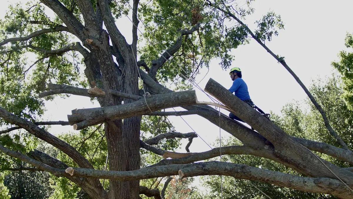 Professional Crown Thinning performed by certified arborists in Placida